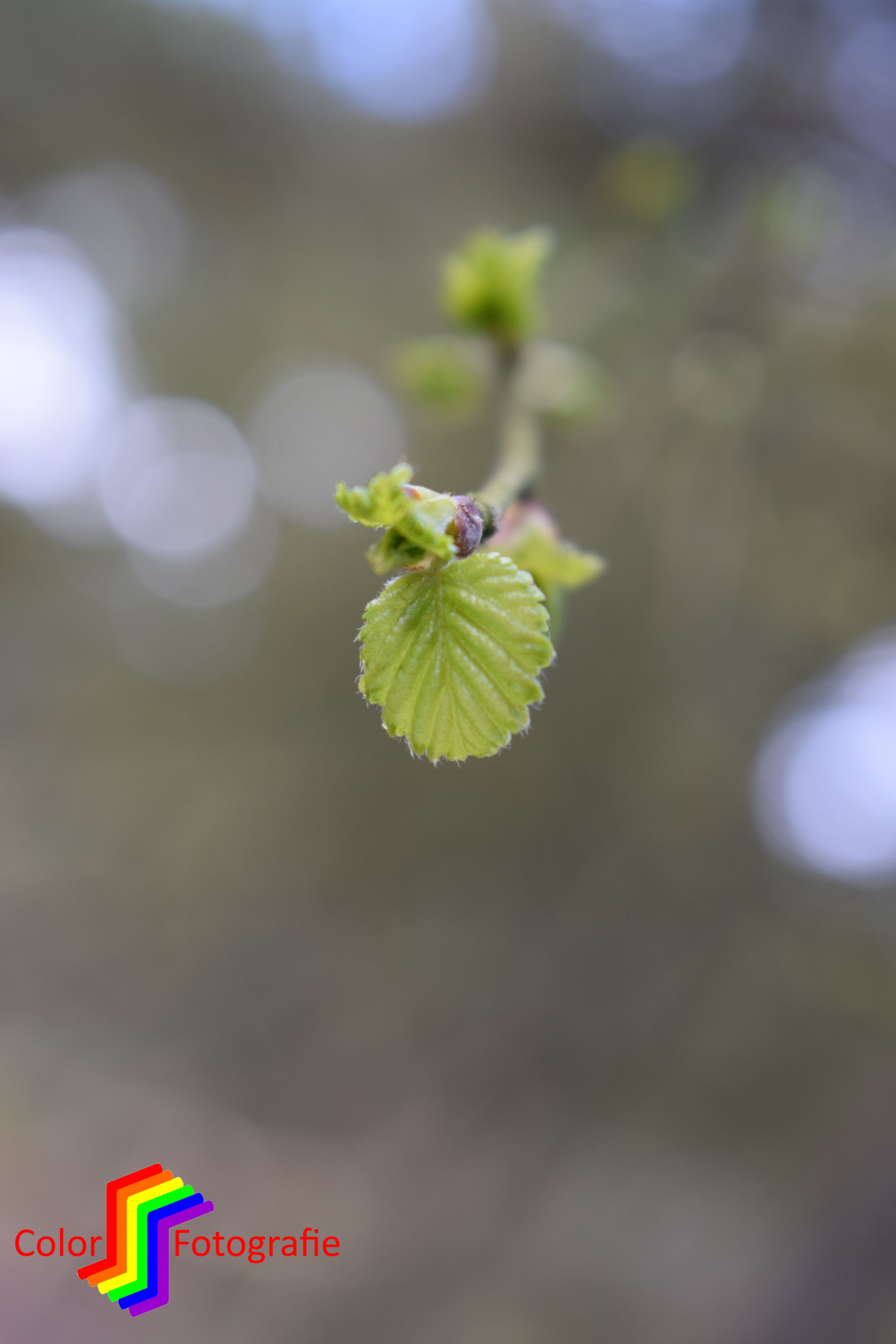 nieuw groen blaadje
